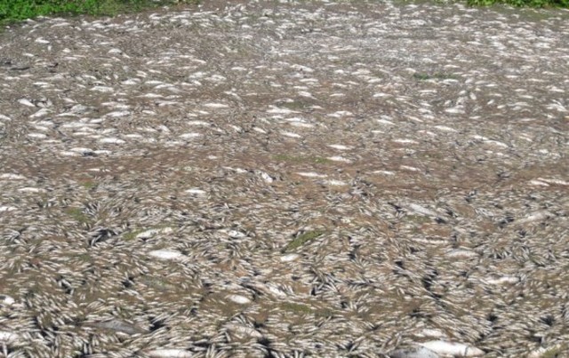 Ciénaga de Santa Marta