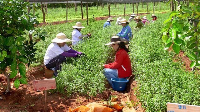 El Decenio de las Naciones Unidas para la Agricultura Familiar
