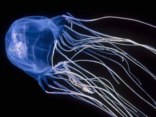 Aparición del primer sistema nervioso