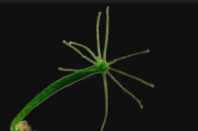 Origen de la red neuronal difusa