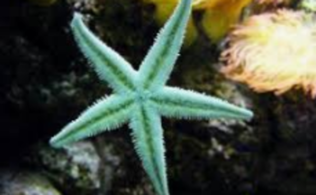 Aparece el sistema nervioso anular