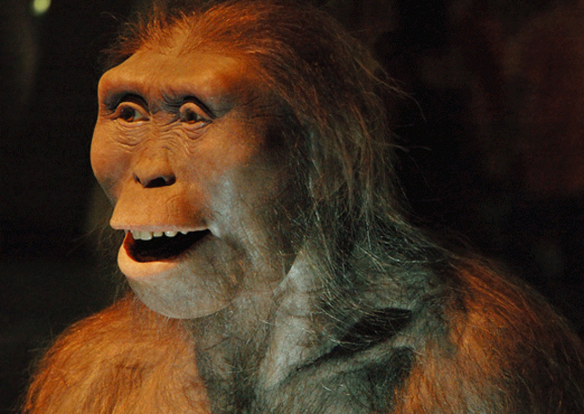 Aparición de los hominidos