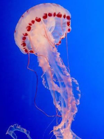 El surgimiento del sistema nervioso.