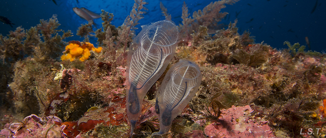 Primera Agrupación neuronal