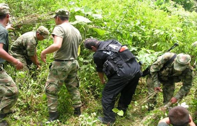 FARC; Coca.