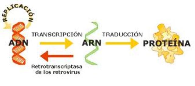 Genetic information is in the DNA