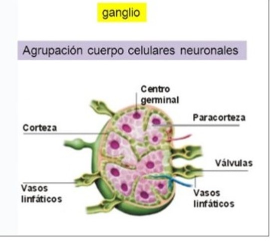 Organizaciones nerviosas - Ganglios