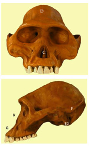 AUSTRALOPITHECUS AFARENSIS