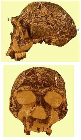 Homo Erectus