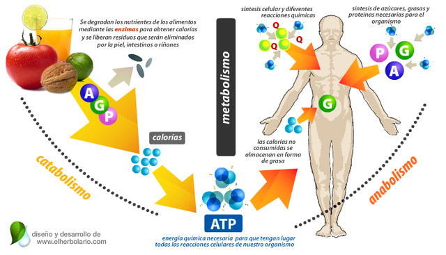 Estudio sobre el metabolismo