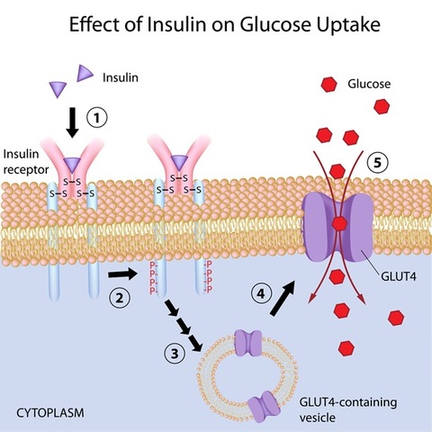 Bantin y Best descubren la insulina que no solamente permitió tratar la diabetes sino que amplió los horizontes de investigaciones sobre nutrición