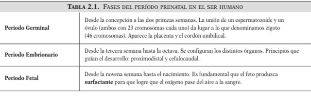 Desarollo prenatal