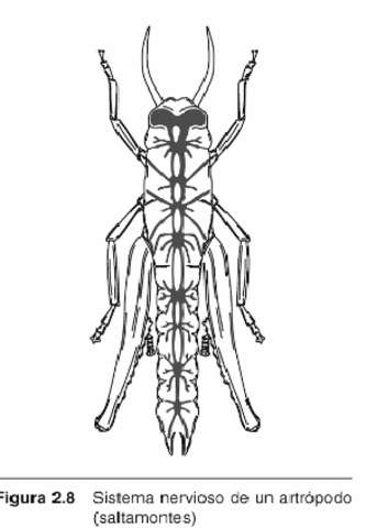 Segundo nivel evolutivo