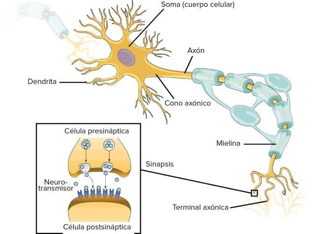 SURGIMIENTO DE LAS PRIMERAS NEURONAS