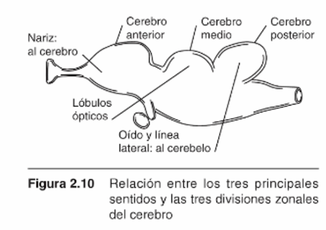 SURGIMIENTO DEL PRIMER CEREBRO