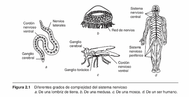 Tercer nivel evolutivo