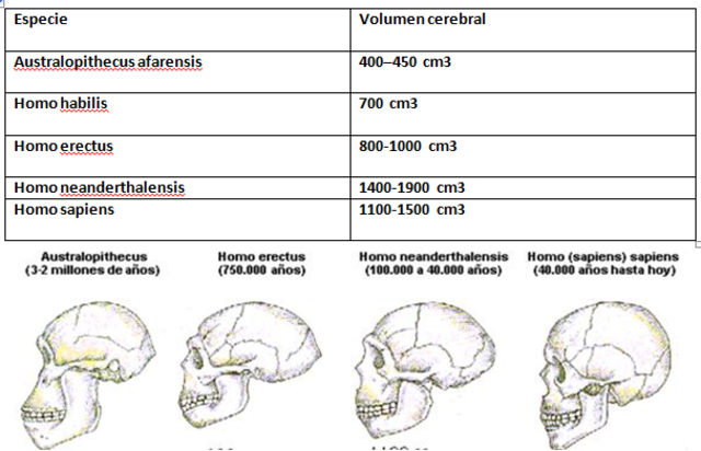 Evolución de la corteza cerebral