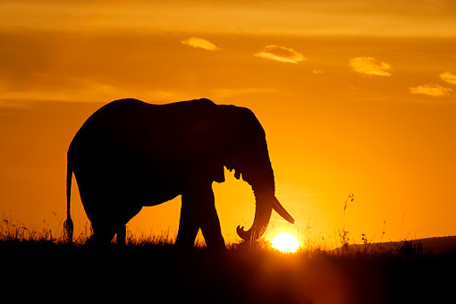 Convencion para la preservacion de la vida salvaje en africa
