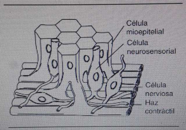 El surgimiento del sistema nervioso