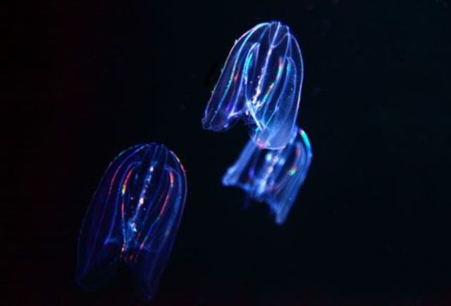 ORIGEN DE LA PRIMERA NEURONA