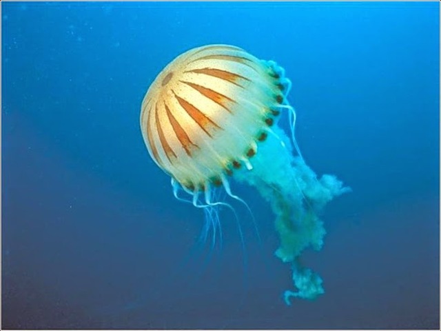 EL PRIMER SISTEMA NERVIOSO