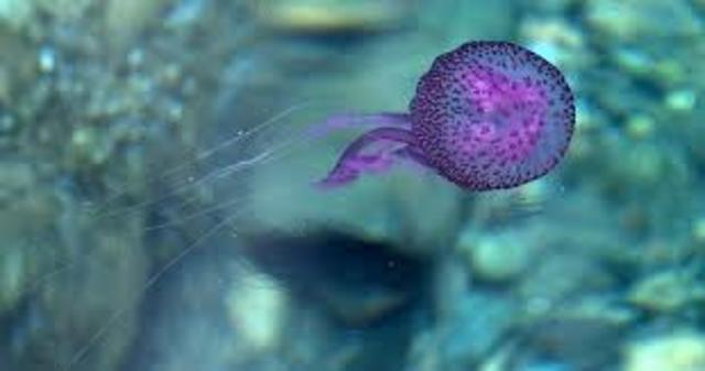 ¿Cuándo surgió el sistema nervioso?¿En qué organismos?