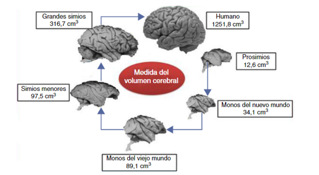Relación entre el tamaño del cerebro y del cuerpo
