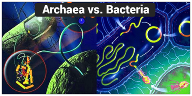 Descubrimiento de Archaea