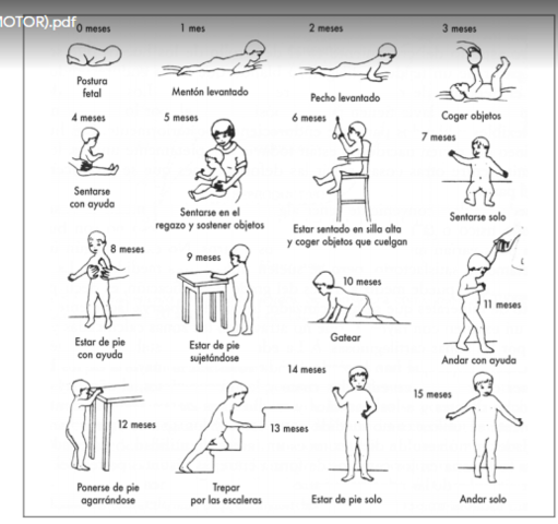 El desarrollo psicomotor