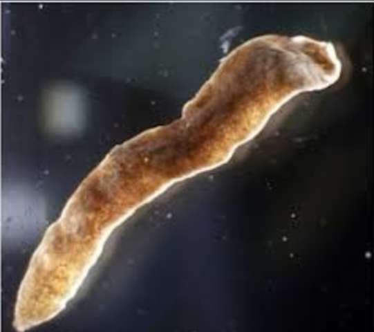 Organización nerviosa(Plantelmintos)