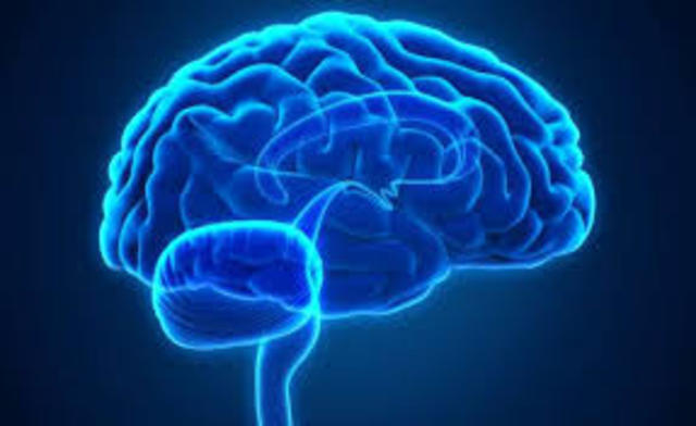 El surgimiento del primer cerebro.