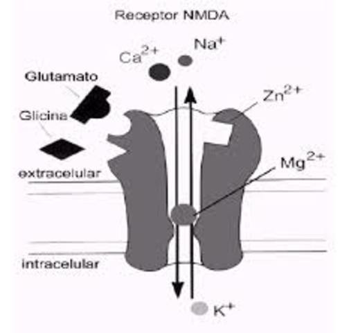Glutamato N-metil-D-aspartato (NMDA)