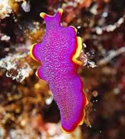 La aparición de al menos dos tipos de organización nerviosa.