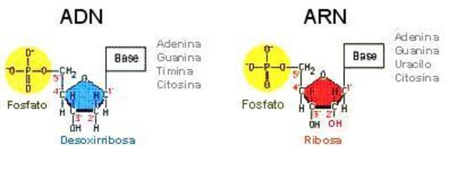 Estructura ácidos nucléicos