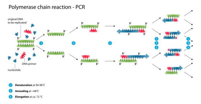 Polymerase chain reaction- PCR