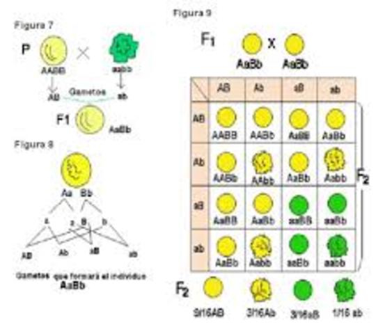 Aplicació de les lleis de Mendel