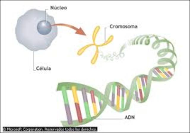 Teoria cromosòmica de l'herència