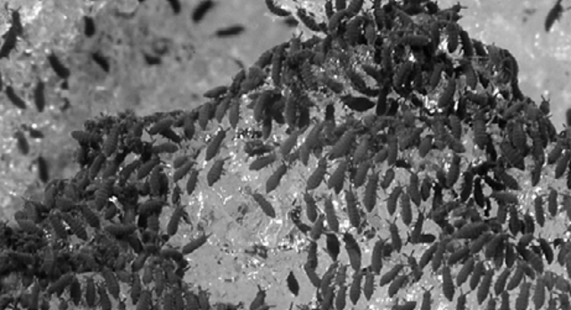 Sacio el termino Psicrofilo