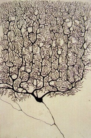 RAMON Y CAJAL  1852-1934