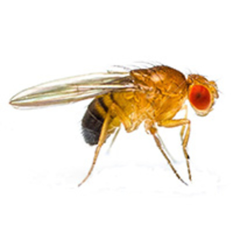 Primer animal a l'espai