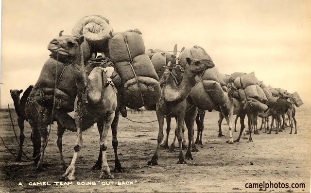 Camels
