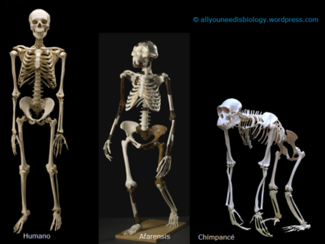 Canvis que van fer possible el bipedisme.