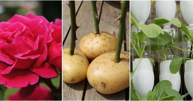 STANLEY NORMAN COHEN