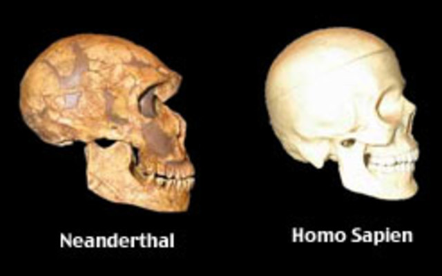 Causes de la desaparició del Homo Neanderthalensis