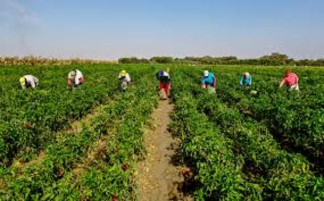 Surgimiento de la agroindustria