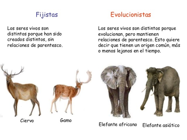 Carl Nilsson Linaeus (Fijismo)