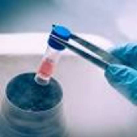 Desde 2004: La ingeniería genética experimenta con las células madres