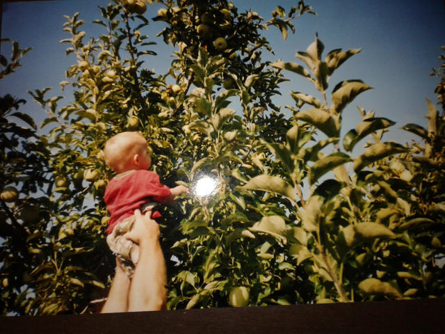 Apple Picking