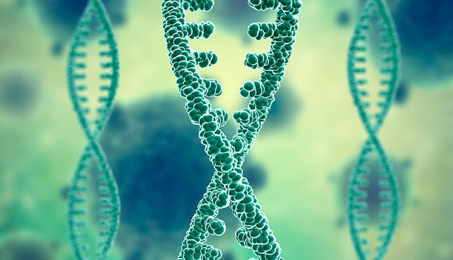 Se descubre que las bacterias pueden tener cromosomas lineales.