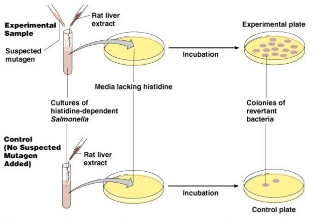 Se crea el Test de Ames